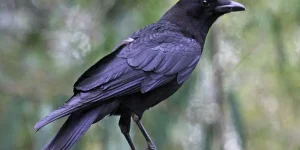 corvo preto