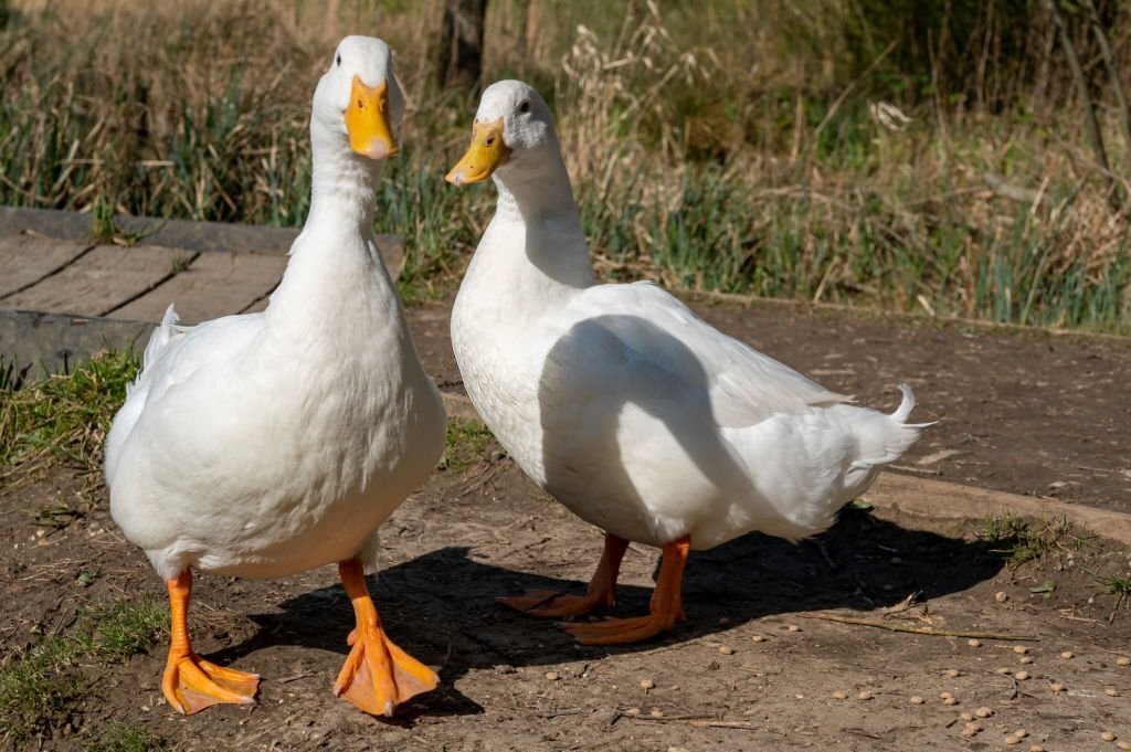 curiosidades do pato de pequim