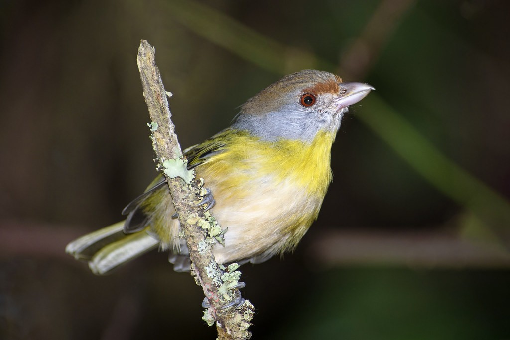 cyclarhis gujanensis ochrocephala