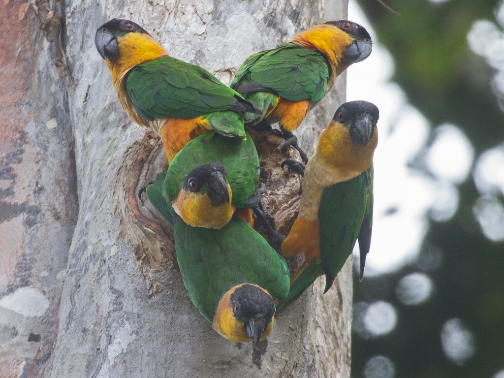 distribuicao geografica do caique de cabeca preta