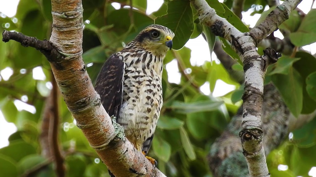 distribuicao geografica do gaviao carijo