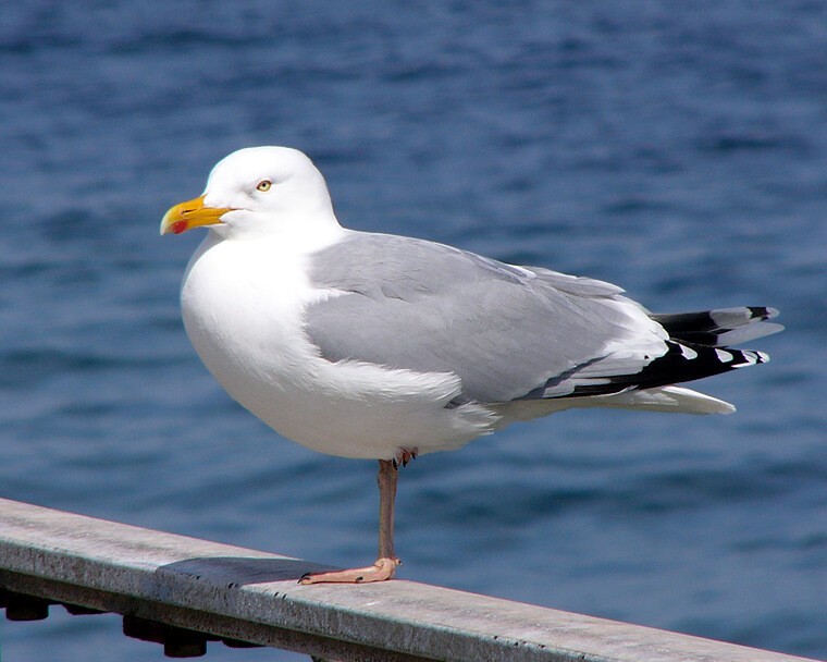 especies semelhantes da gaivota prateada