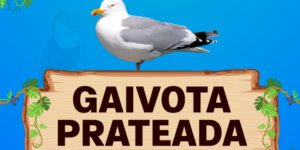 gaivota prateada