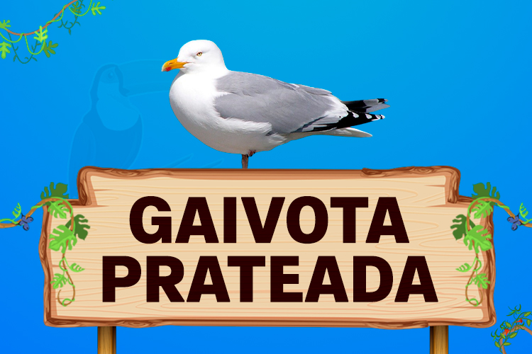 gaivota prateada