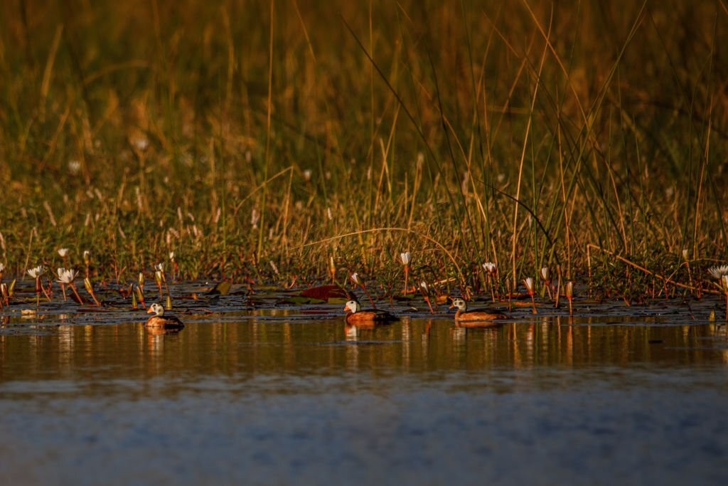 ganso pigmeu africano - habitat natural