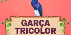 garça tricolor