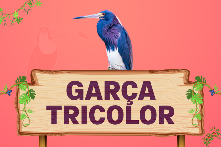 garça tricolor