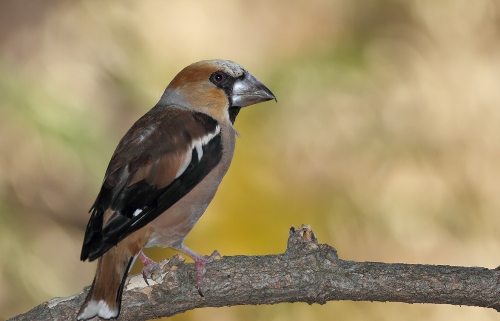 habitat do bico grossudo