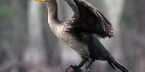 habitat do cormorao
