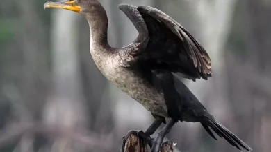 habitat do cormorao