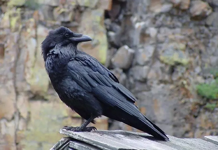 habitat do corvo preto