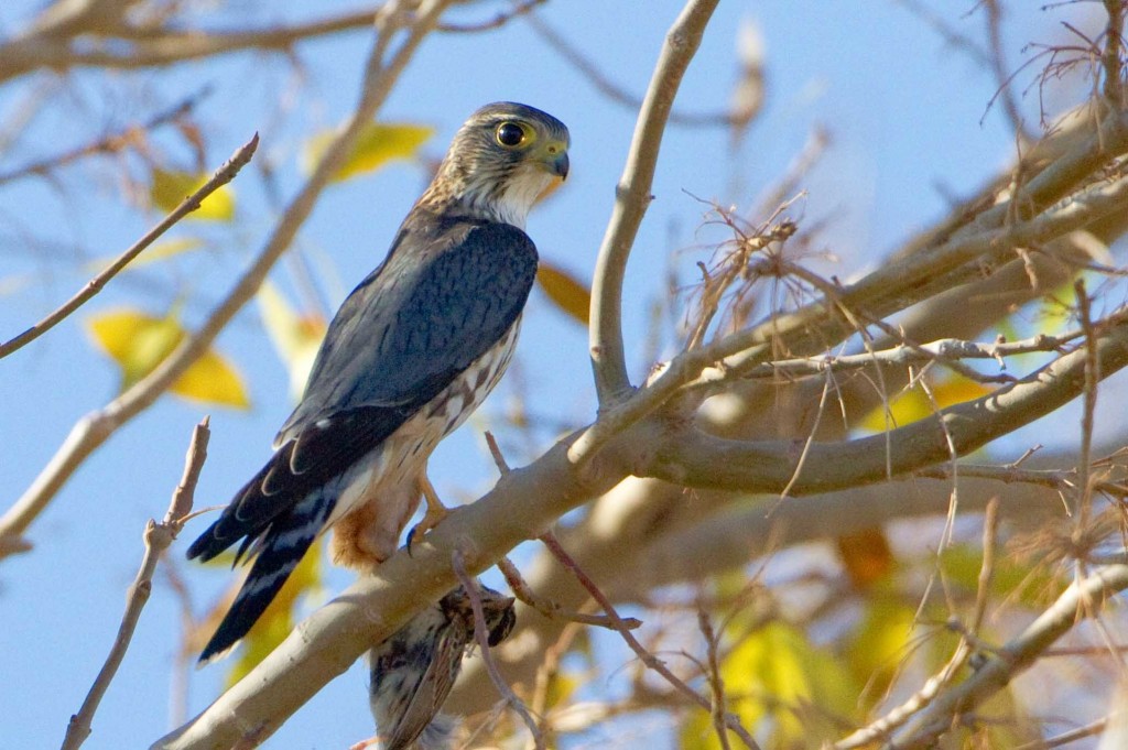 habitat do esmerilhao