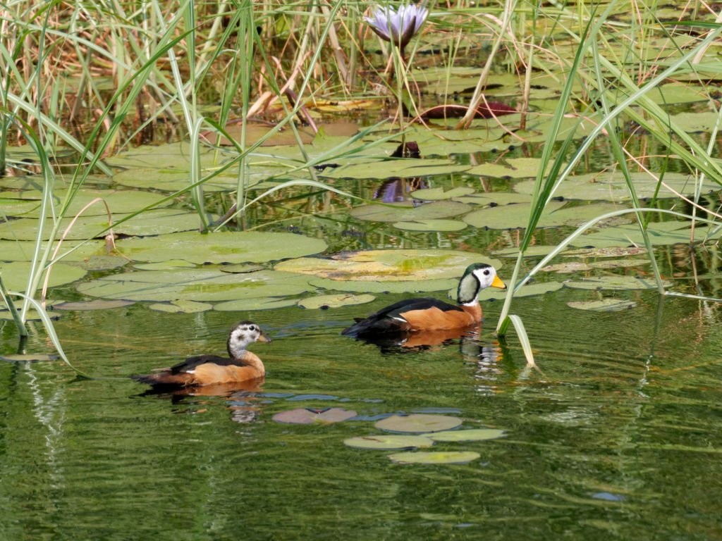 habitat do ganso pigmeu africano