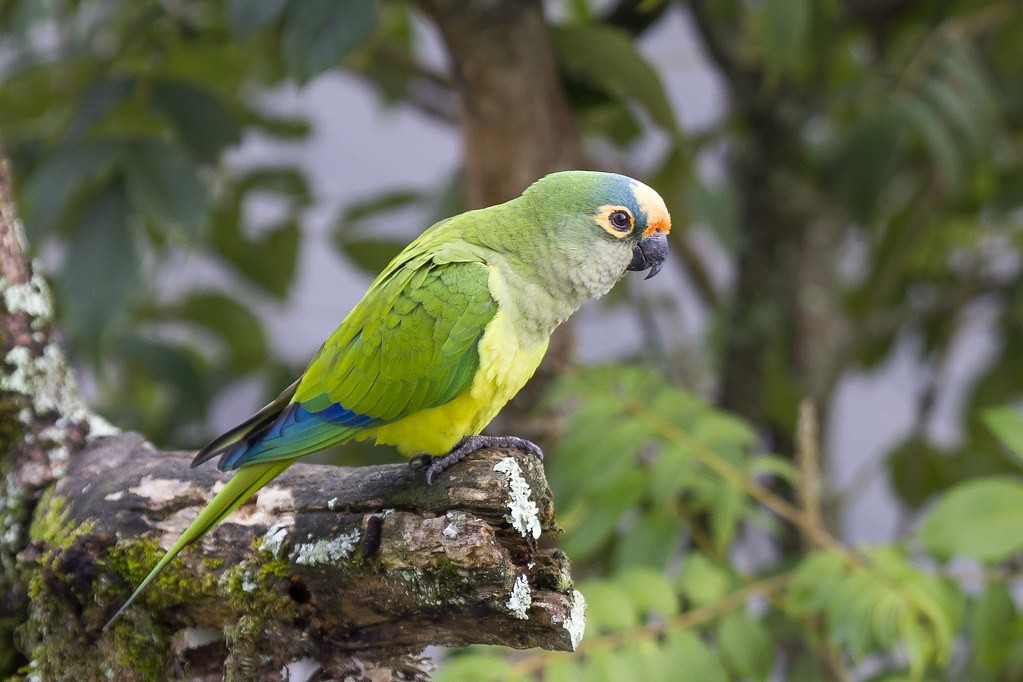 habitat do periquito estrela