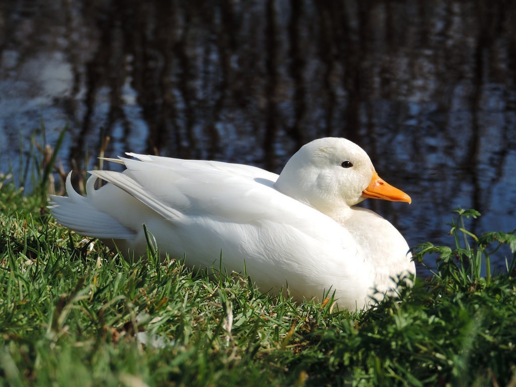 historia do pato de pequim