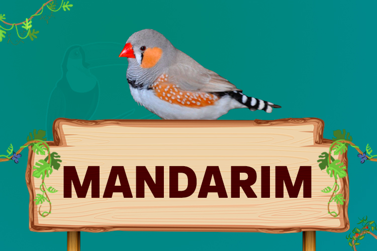 mandarim