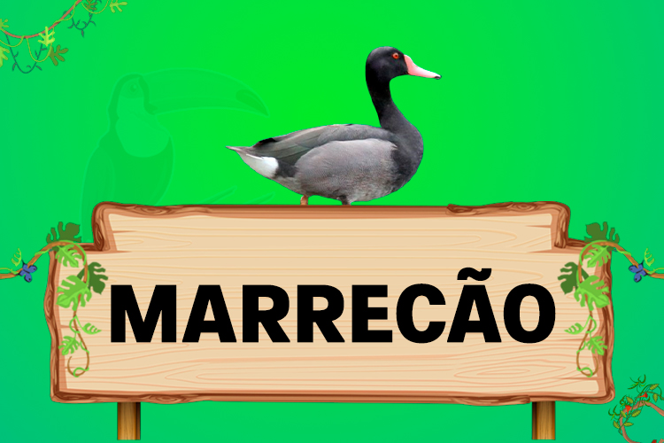 marrecão