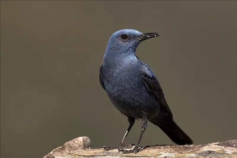 melro azul 