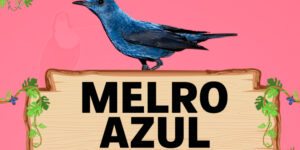 melro azul