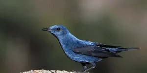melro azul