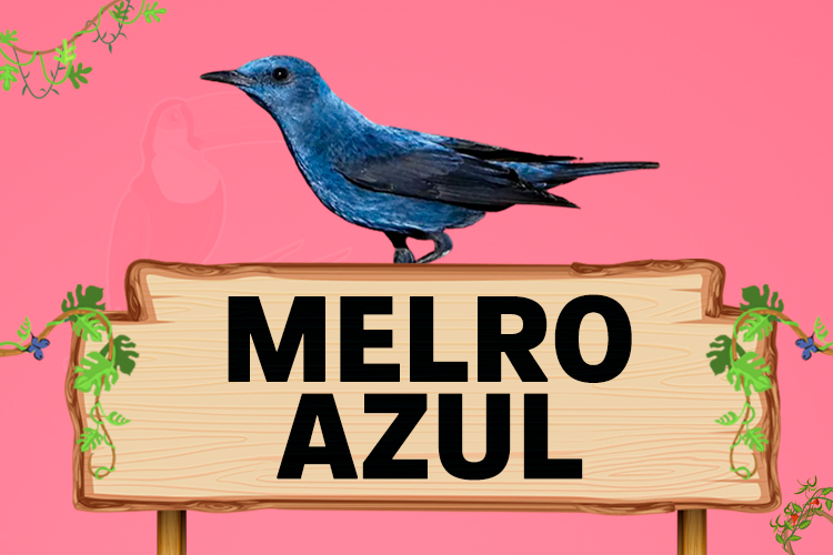 melro azul