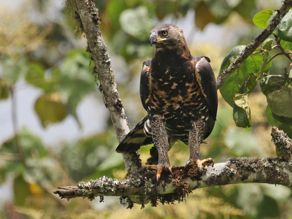 origem da aguia coroada