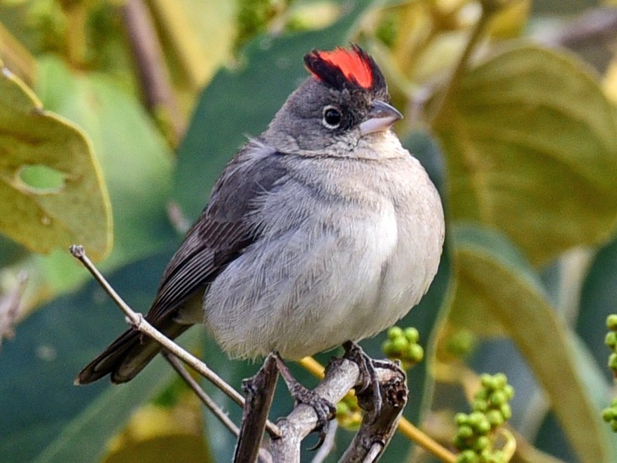 passaro cravina