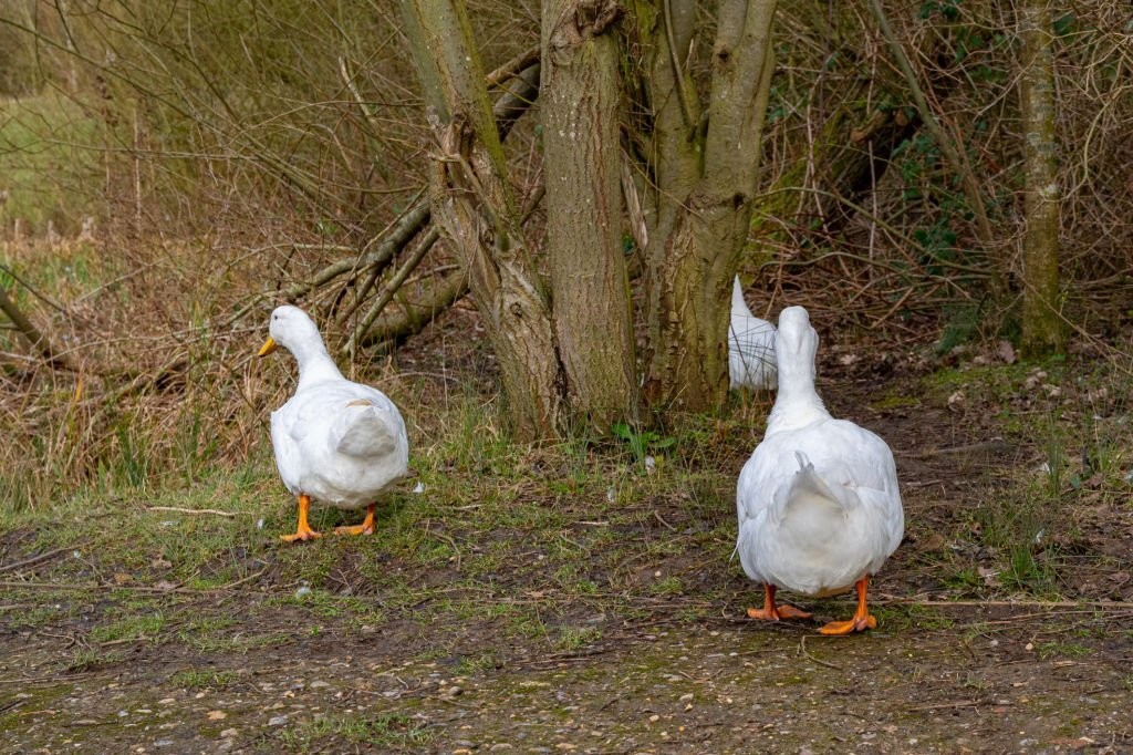 pato de pequim