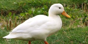 pato de pequim