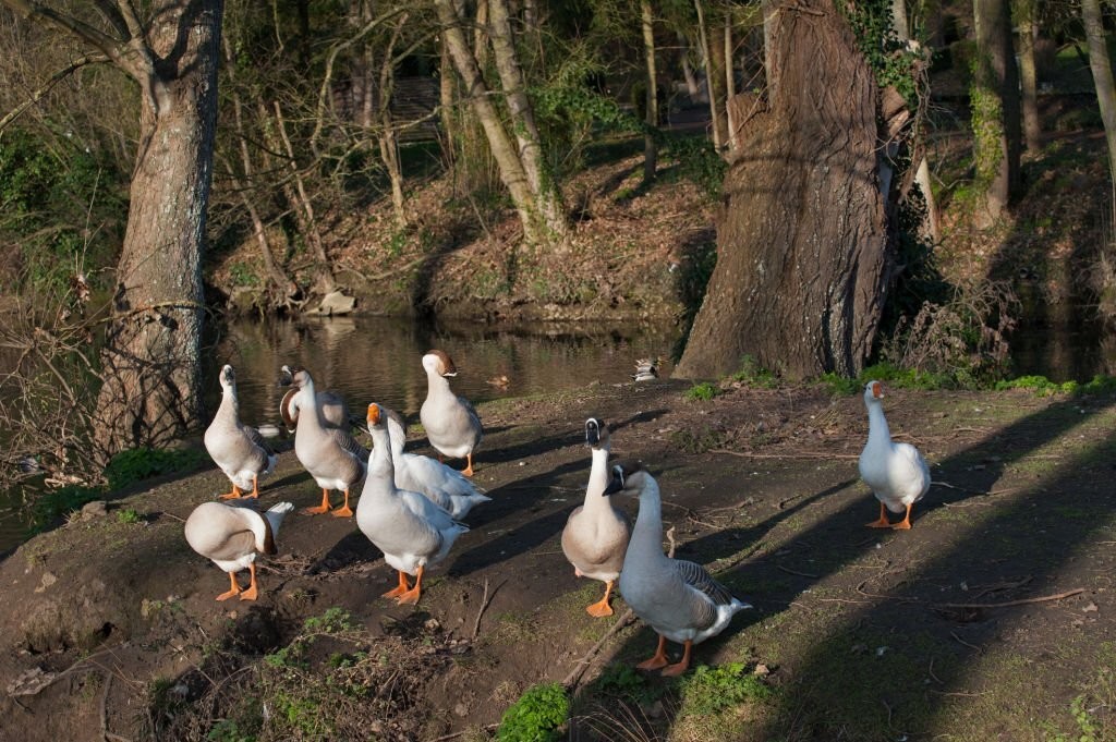 pato de pequim