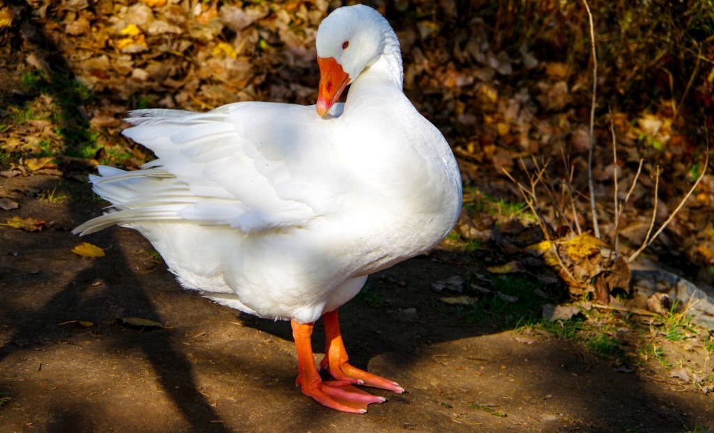 pato de pequim