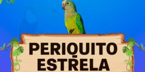 periquito estrela