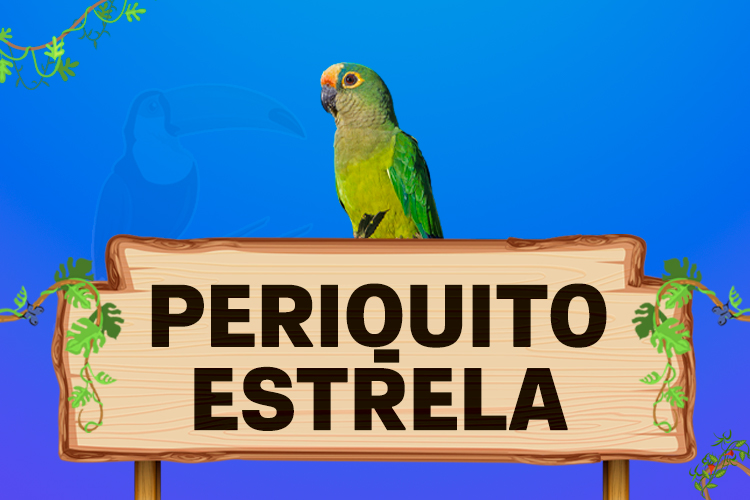 periquito estrela