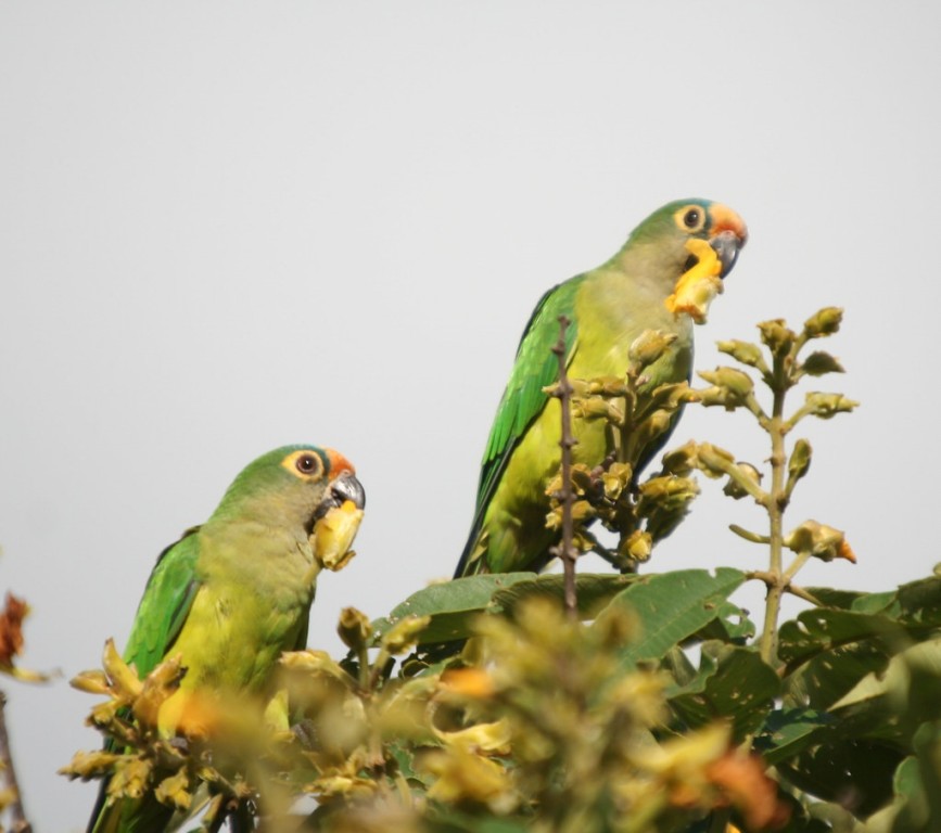 periquito estrela- casal