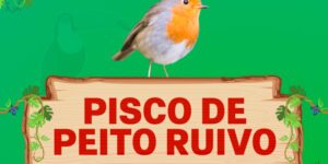 pisco de peito ruivo