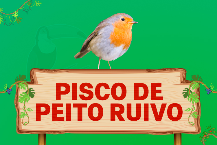 pisco de peito ruivo