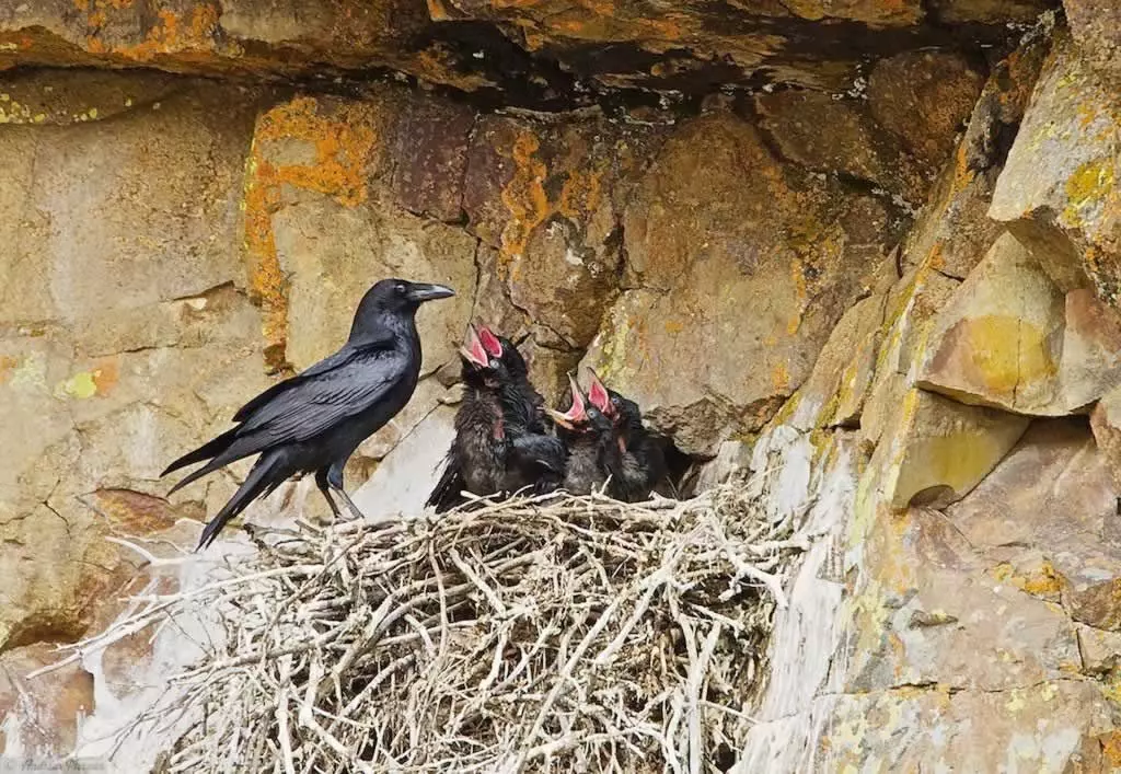 reproducao do corvo preto