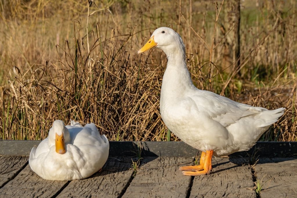 reproducao do pato de pequim