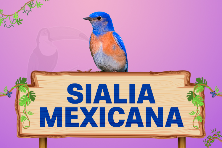 sialia mexicana