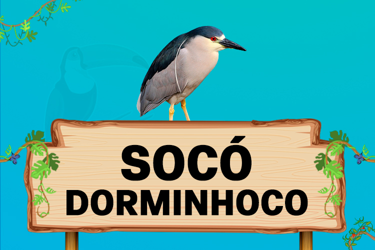 socó dorminhoco