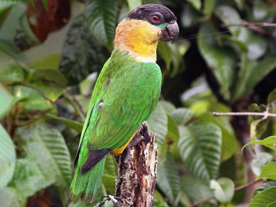 subespecies do caique de cabeca preta