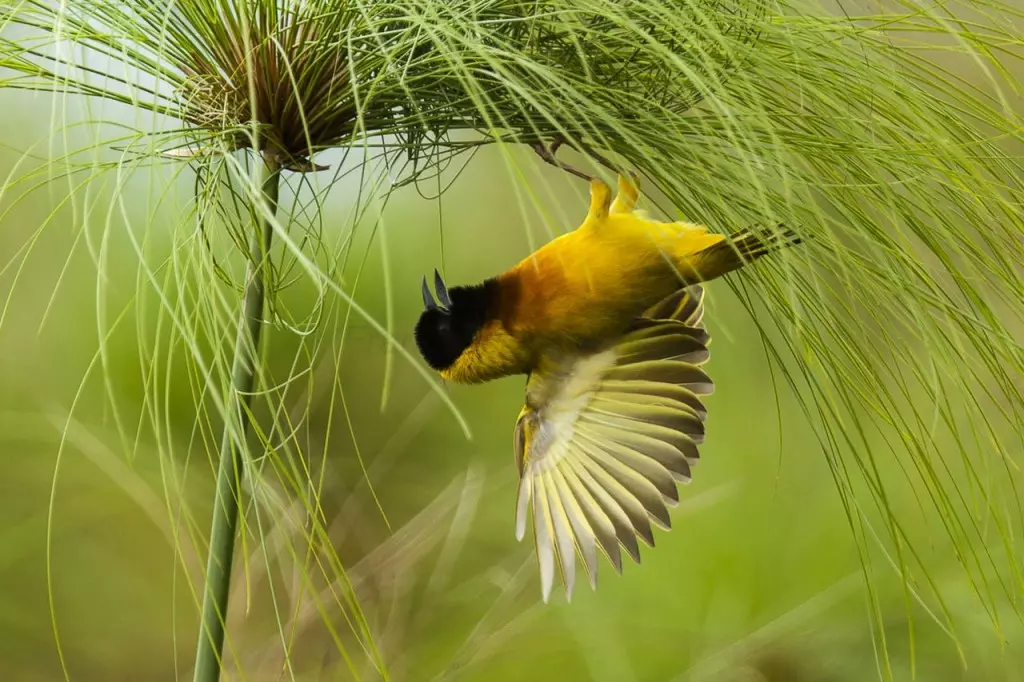 tecelao-de-cabeca-preta habitat