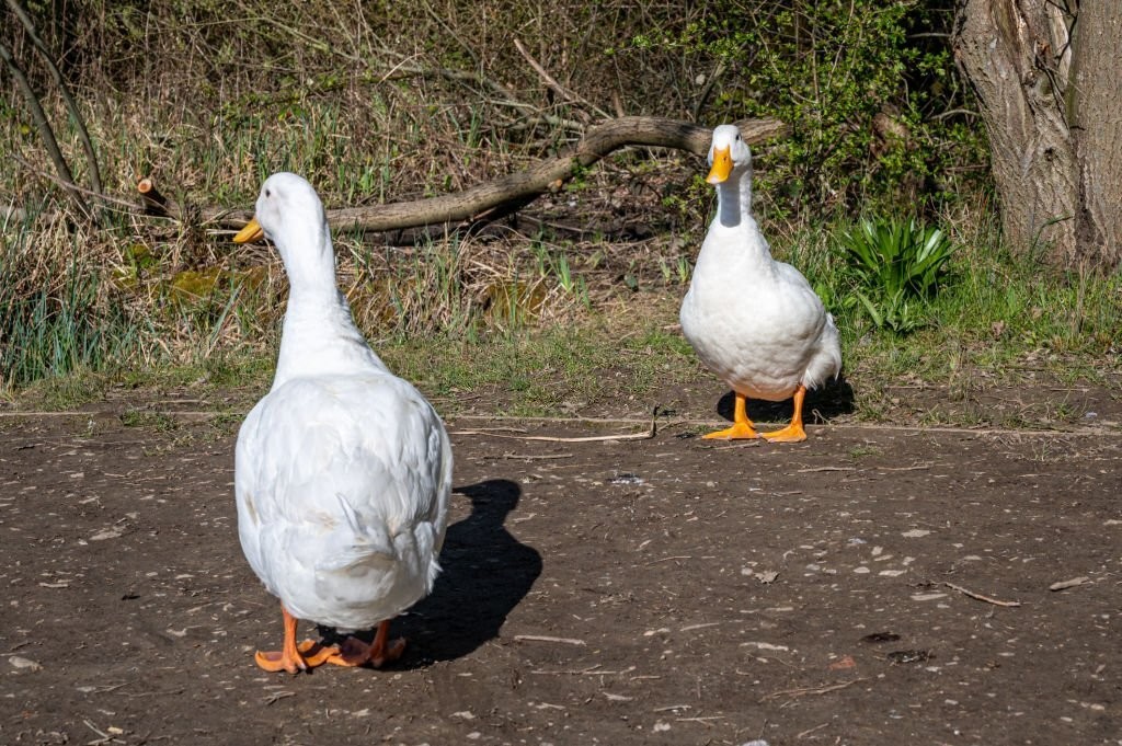 tempo de vida do pato de pequim