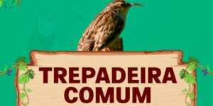 trepadeira comum