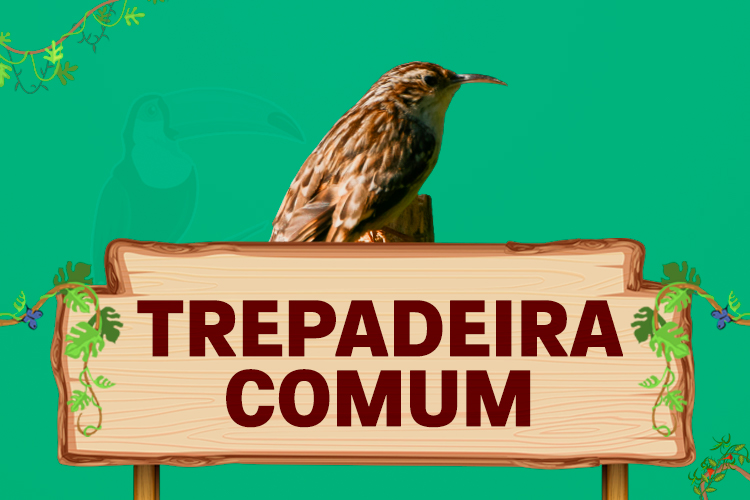 trepadeira comum