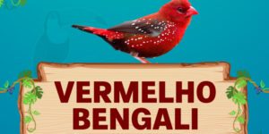 vermelho bengali