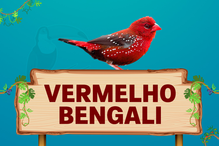 vermelho bengali