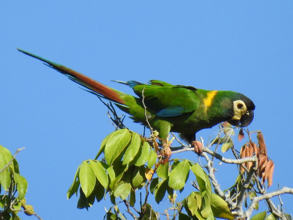 arara de colarinho amarelo