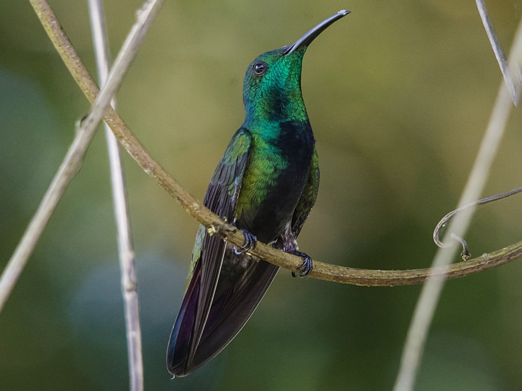 beija-flor-de-garganta-preta macho