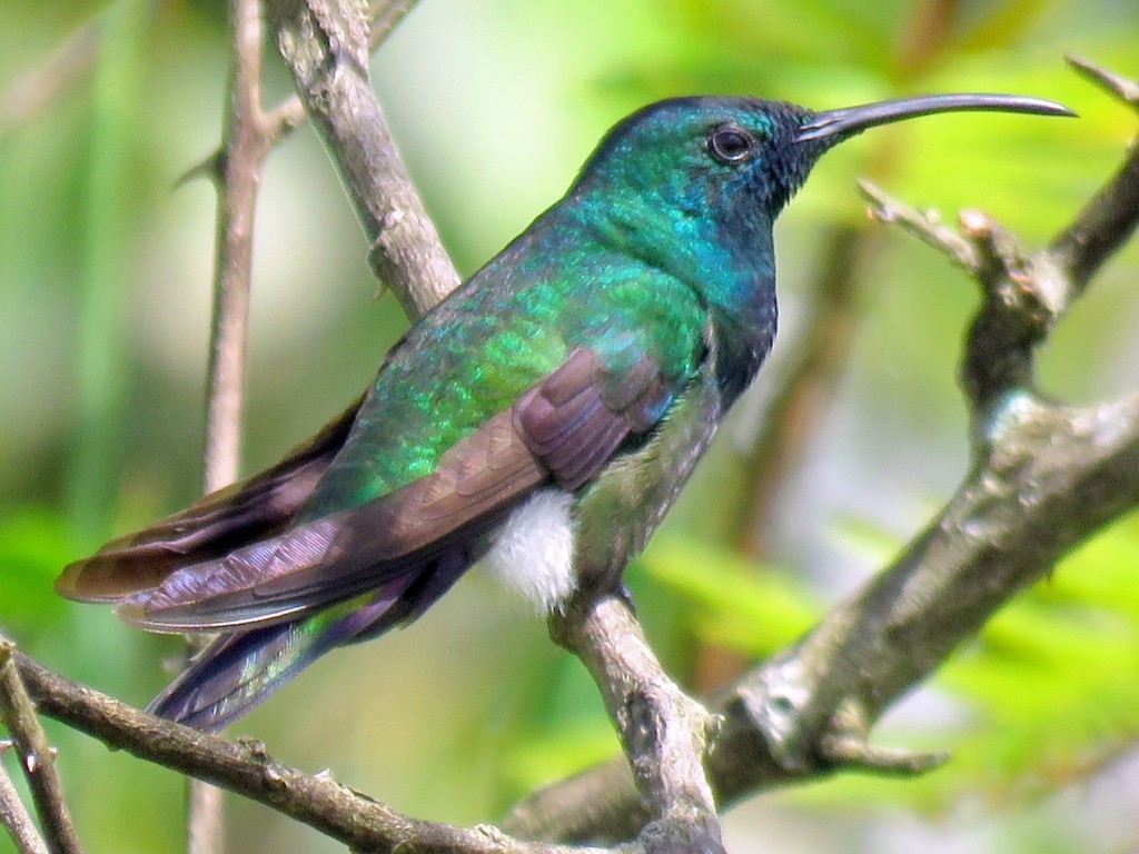 beija-flor-de-garganta-preta